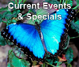 Current Events & Specials